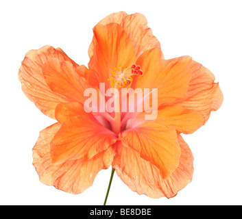 Hibiskus-Blume auf einer rein weißen Hintergrund isoliert Stockfoto