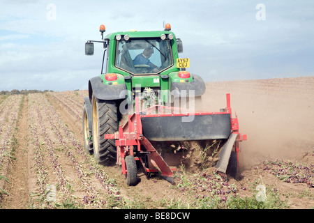 Traktor Ernte Zwiebeln, Capel St Andrew, Suffolk, England Stockfoto