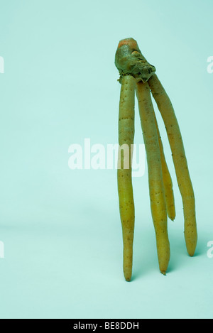 Ginseng-Wurzel Stockfoto