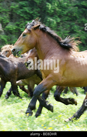 Pferde in Muranska Planina. Slowakei. Stockfoto