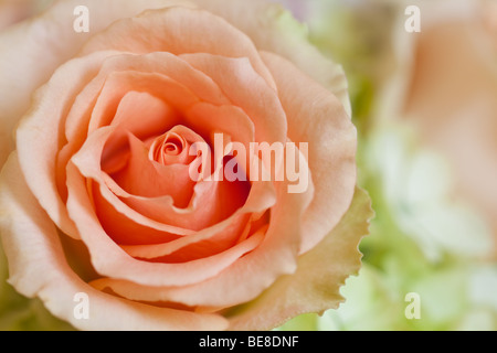 Pfirsich rose mit Seite Beleuchtung Hintergrund Stockfoto