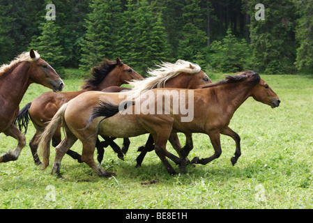 Pferde in Muranska Planina. Slowakei. Stockfoto