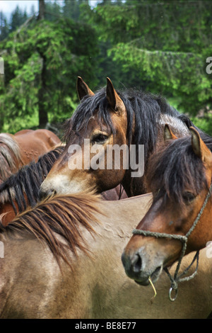 Pferde in Muranska Planina. Slowakei. Stockfoto