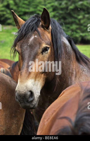 Pferde in Muranska Planina. Slowakei. Stockfoto