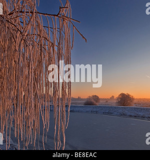 Een Treurwilg Gevuld traf Rijp Tijdens Zonsopkomst; Weaping Weide voller Reife bei Sonnenaufgang Stockfoto