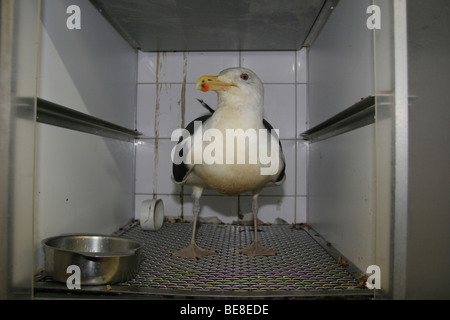 Larus Marinus; Grote Mantelmeeuw; Große Black-backed Stockfoto