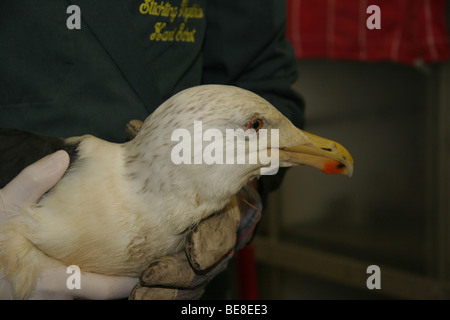 Larus Marinus; Grote Mantelmeeuw; Große Black-backed Stockfoto