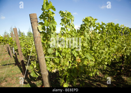 Müller Thurgau Trauben Reben, Shawsgate Weinberg, Suffolk, England Stockfoto