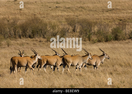 Gemeinsame Eland (Tragelaphus Oryx), Masai Mara National Reserve, Kenia Stockfoto