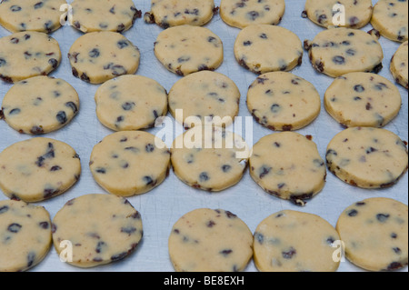 Waliser Kuchen gebildet in runden warten in Abergavenny Food Festival Monmouthshire South Wales UK gekocht werden Stockfoto