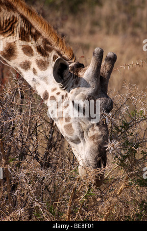 Kopf von A Fütterung südlichen Giraffe Giraffa Giraffe Giraffa In The Kruger National Park, Südafrika Stockfoto