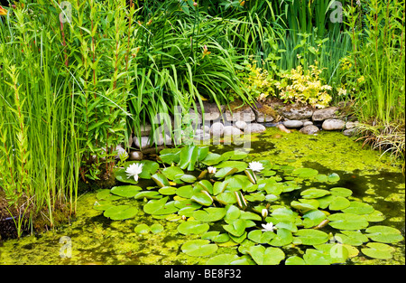 Eine Ecke des Gartens Wildlife freundlich in den Zweigen Gärten in Swindon, Wiltshire, England, UK Stockfoto