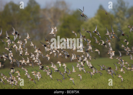 Herde von Halskrausen, Zwerm Kemphanen (Philomachus Pugnax) in vlucht Stockfoto