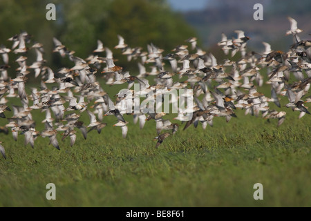 Herde von Halskrausen, Zwerm Kemphanen (Philomachus Pugnax) in vlucht Stockfoto