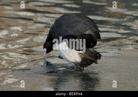 Volwassen Mann Kuifeend Op Ijs traf Meerkoet (Fulica Atra); Erwachsene männliche Reiherenten mit eurasischen Blässhühner auf Eis Stockfoto