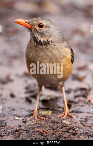 Kurrichane Soor Turdus Libonyanus In The Kruger National Park, Südafrika Stockfoto