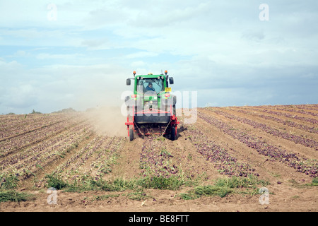 Traktor Ernte Zwiebeln, Capel St Andrew, Suffolk, England Stockfoto