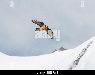 Vliegende Lammergier Boven traf Werk Bedekt Berglandschap; Fliegen Erwachsenen Bartgeier im Schnee bedeckt Berge; Stockfoto