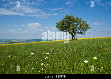 Tree in a spring meadow Stockfoto