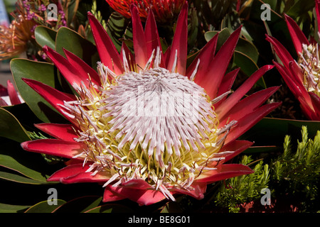 König Protea Cynaroides Südafrika Stockfoto