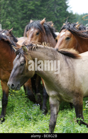 Pferde in Muranska Planina. Slowakei. Stockfoto