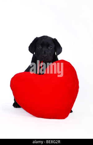 Schwarze Labrador Retriever Welpen mit roten Herzen auf dem weißen Hintergrund Stockfoto