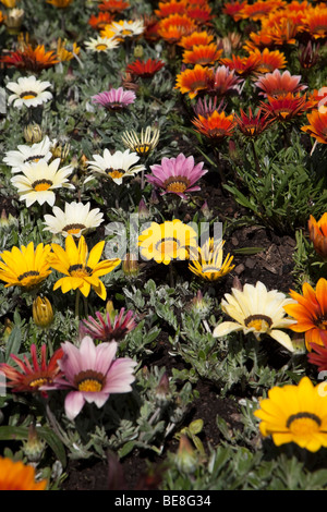 Flower Bed von kapkörbchen Stockfoto