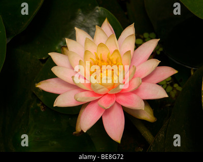 Orange Seerose Stockfoto