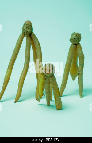 Ginseng-Wurzel Stockfoto