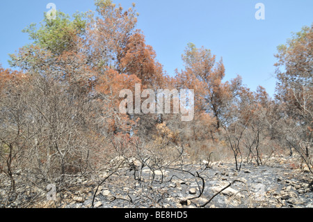 Israel, Carmel Berg, Shekef Wald, Feuerwehrleute löschen einen Waldbrand begann durch Brandstiftung 12. September 2009 Stockfoto