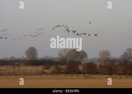 Overwinterende Kolganzen in de Uiterwaarde van de IJssel; White-fronted Geeze am Ufer der IJssel Stockfoto