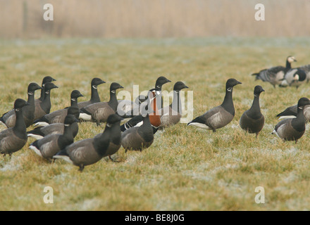 Alerte Roodhalsgans Tussen rotganzen Stockfoto