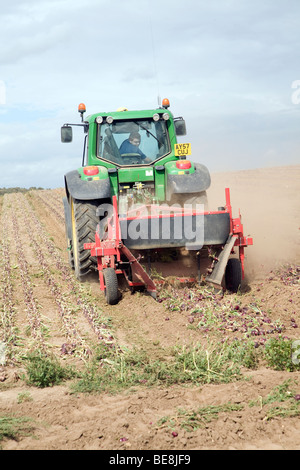 Traktor Ernte Zwiebeln, Capel St Andrew, Suffolk, England Stockfoto