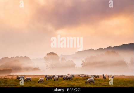 Eine Herde von Schafen in einem Feld auf ein launisch atmosphärische eindrucksvollen nebligen Herbstmorgen im Kennet-Tal in der Nähe von Axford, Wiltshire, UK Stockfoto