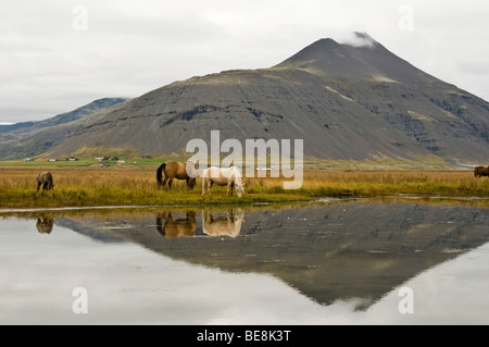 Islandpferde in der Nähe von Hoefn, Island, Europa Stockfoto