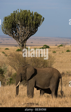 Afrikanischer Elefant (Loxodonta Africana Africana) mit jung, Masai Mara National Reserve, Kenia Stockfoto