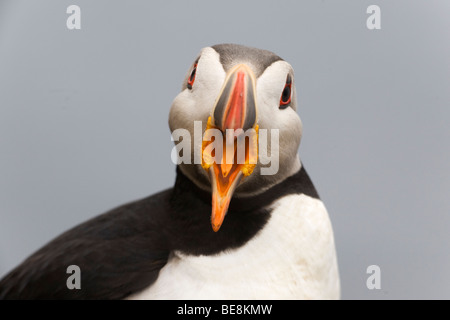 Van Papegaaiduiker trafen sich offene Bek Nahaufnahme, Nahaufnahme von Puffin mit offenen Schnabel Stockfoto