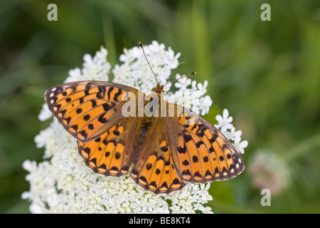 Grote Parelmoervlinder; Dunkel grün Fritillary Stockfoto