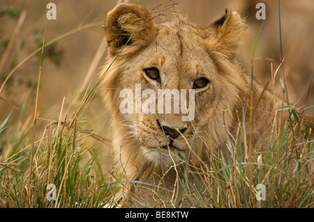 Löwe (Panthero Leo), Masai Mara National Reserve, Kenia Stockfoto