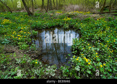 Voorjaar in Klein Profijt; Frühling in den Gezeiten Wald Klein profijt Stockfoto