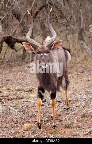 Männliche Nyala Tragelaphus Angasii zu Fuß in Richtung Kamera im Mkuze Game Reserve, Südafrika Stockfoto