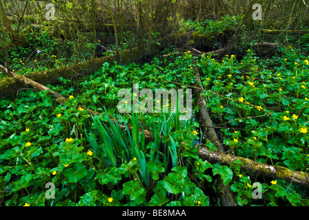 Voorjaar in Klein Profijt; Frühling in den Gezeiten Wald Klein profijt Stockfoto