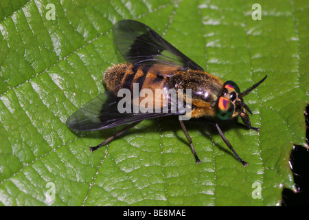 Gespreizte Deer Fly (Chrysops Caecutiens: Tabanidae), Weiblich, UK. Stockfoto