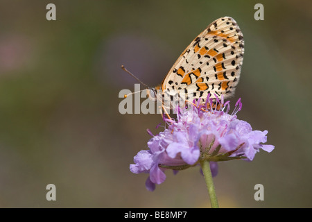 Tweekleurige Parelmoervlinder; Gefleckte Fritillary Stockfoto