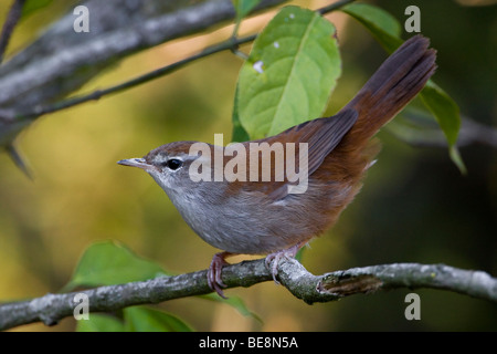 Cetti Zanger Zittend Op Tak. Die Cetti Warbler auf Ast. Stockfoto