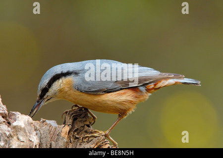 Eurasische Kleiber (Sitta Europaea), Andujar, Provinz Jaen, Andalusien, Spanien Stockfoto