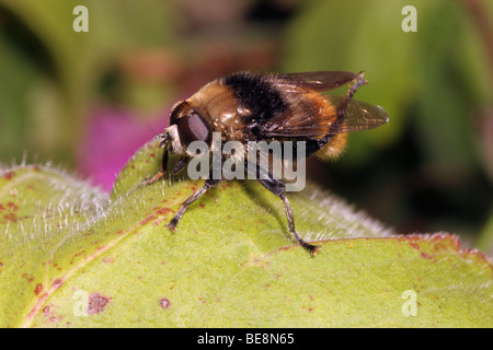 Große Lampe fliegen (Merodon Equestris: Syrphidae), einer Schwebfliege Pflege seine Flügel, UK. Stockfoto