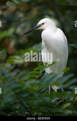 Seidenreiher sitzen auf einem Baum - Egretta garzetta Stockfoto