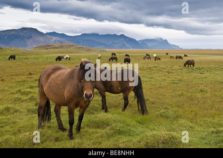 Islandpferde in der Nähe von Hoefn, Island, Europa Stockfoto