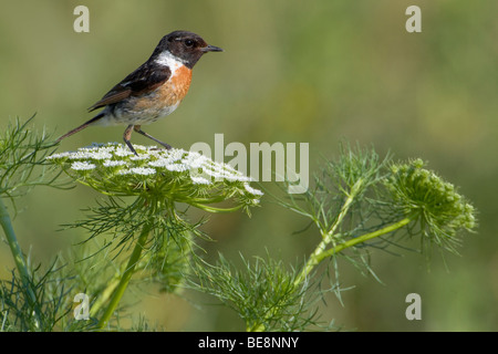 Roodborsttapuit Bovenop Een Bloemscherm. Europäische Schwarzkehlchen auf eine Stängelpflanzen. Stockfoto